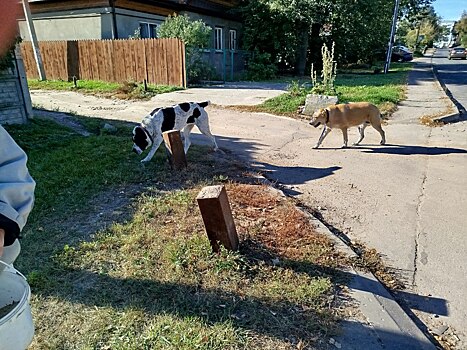 Ситуацию с бродячими собаками в Советском районе взяли на контроль