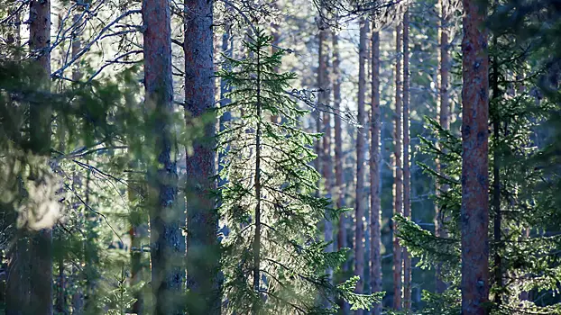 Супружескую пару грибников обнаружили мертвыми в подмосковном лесу