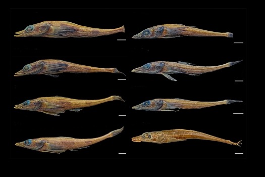 Ученые открыли новый вид рыбы-дракона в Антарктиде