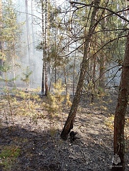 В Калужской области МЧС предупредило об опасности лесных пожаров