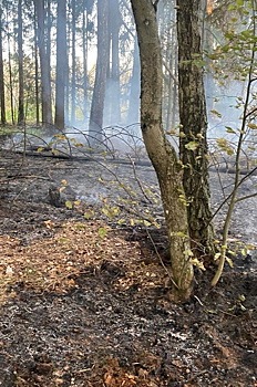 В Калужской области произошел еще один лесной пожар