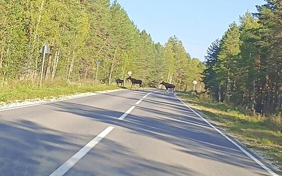 В Касимовском районе на дороге заметили сразу троих лосей