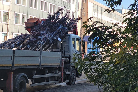 В Новосибирске на проспекте Дзержинского высадили трехметровые ели из Москвы