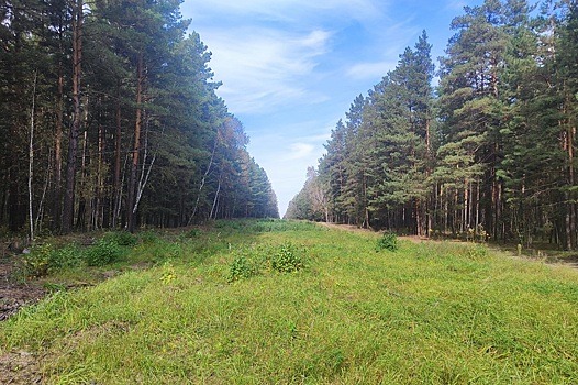 В Новосибирской области в 10 раз сократилось количество лесных пожаров