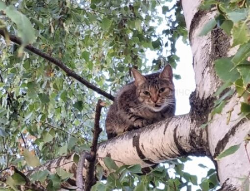 В Орле кошка три дня просидела на дереве0