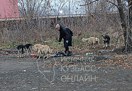 Большая стая бездомных собак рядом с больничным городком встревожила кемеровчанку