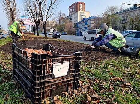 Для весенней красоты: во Владивостоке высаживают луковицы тюльпанов