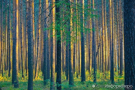 "Лесные братья" разбушлатились в Свердловской области