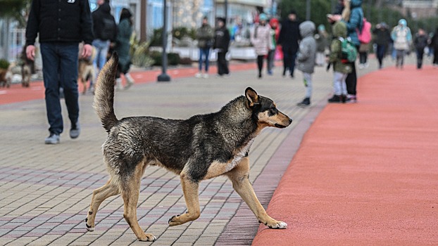 Минприроды попросили помочь регионам с защитой граждан от нападения животных