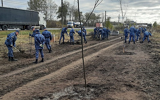 На Московском шоссе в Рязани высадили более 100 молодых деревьев