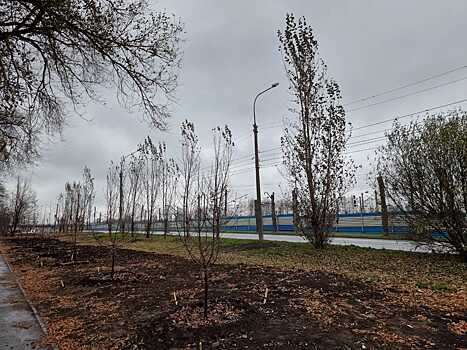 На улице Первомайской в Новосибирске высадили тополя и яблони