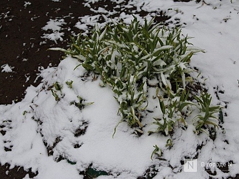 Нижегородцы публикуют фотографии снега, выпавшего 31 октября