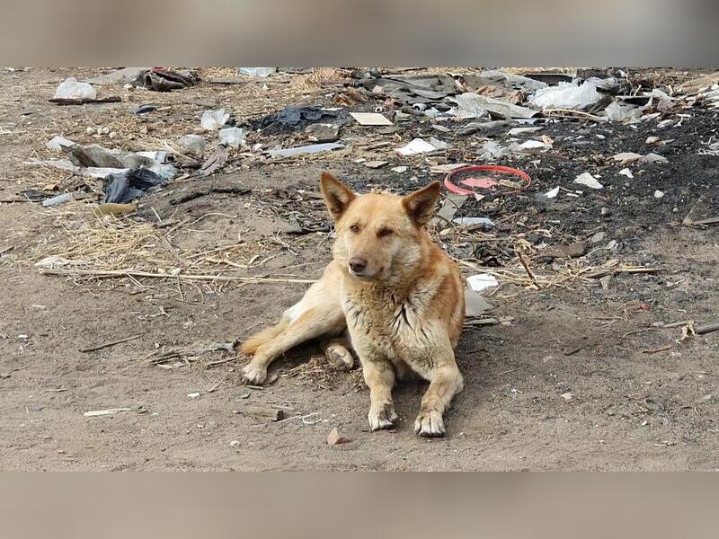 Отлов собак продолжается в Чите0