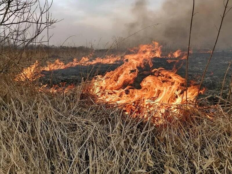 Пожар сухой около торгового центра в Чите оказался отжигами0