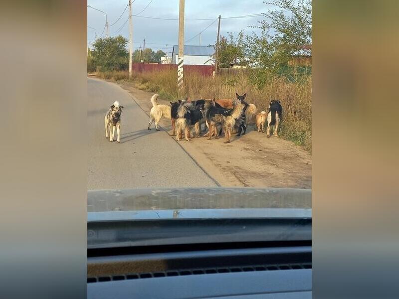 Собак в Чите будет отлавливать бурятская компания0