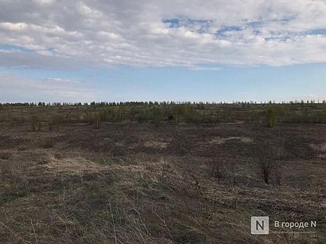 Три полигона для изучения углерода в почве заложили в Нижегородской области