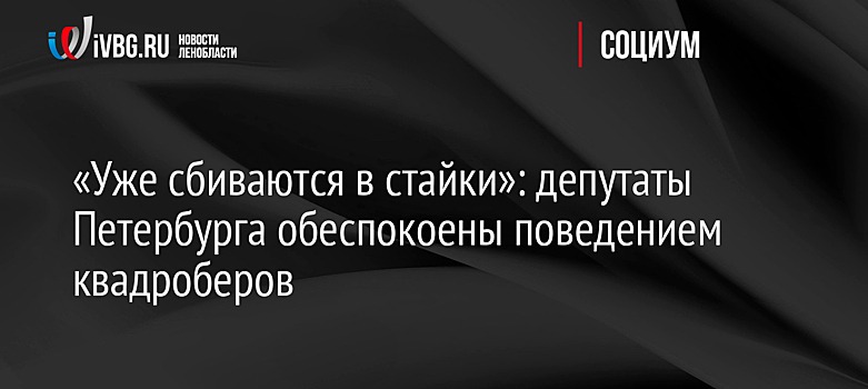 «Уже сбиваются в стайки»: депутаты Петербурга обеспокоены поведением квадроберов