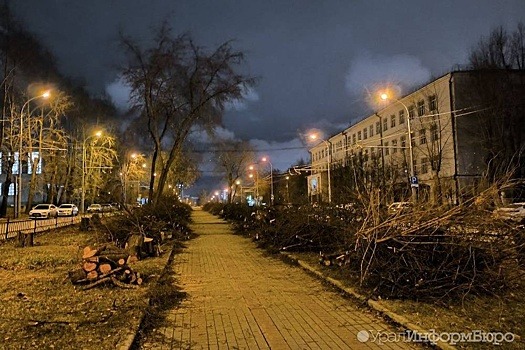 В Екатеринбурге сгнившие черёмухи заменят яблонями