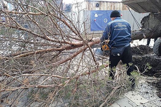 В Москве на несколько дней объявили «желтый» уровень опасности из-за сильного ветра