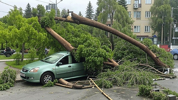 В Новосибирске администрация ЦО не смогла оспорить взыскание ущерба за упавшее на автомобиль дерево