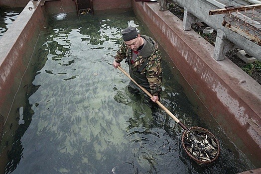 В Пензенской области Сурское водохранилище пополнили 58 тысяч сазанов