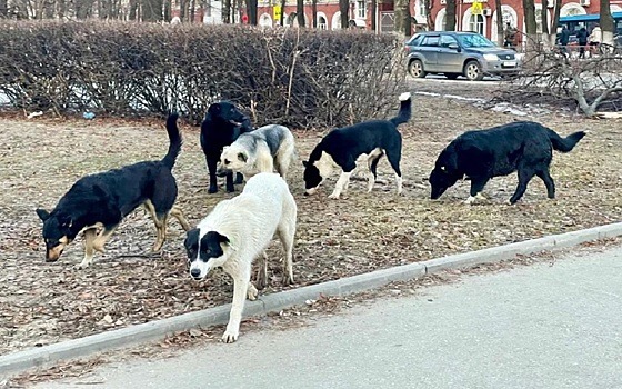 В Рязани на ребенка напала стая диких собак