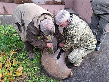 В Самаре спасен заблудившийся олененок