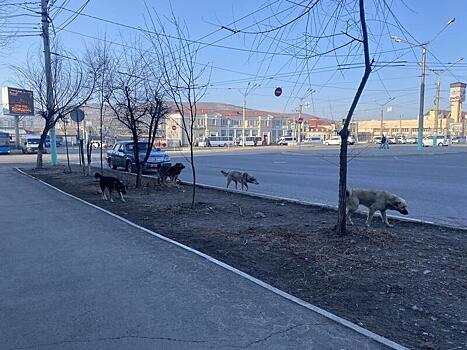 За сутки в Чите отловили 14 бездомных собак