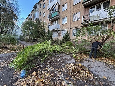 16 деревьев упало, отключали электричество: Дятлова рассказала, что натворил за сутки шторм в Калининграде