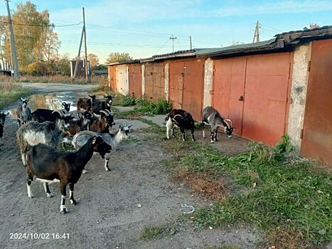 Кировчанка устроила козью ферму в гаражах