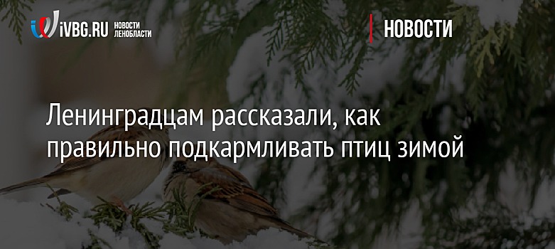 Ленинградцам рассказали, как правильно подкармливать птиц зимой