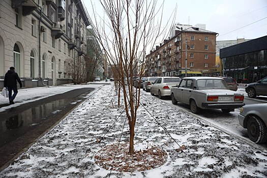 На улице Урицкого в Новосибирске завершили высадку деревьев и кустарников