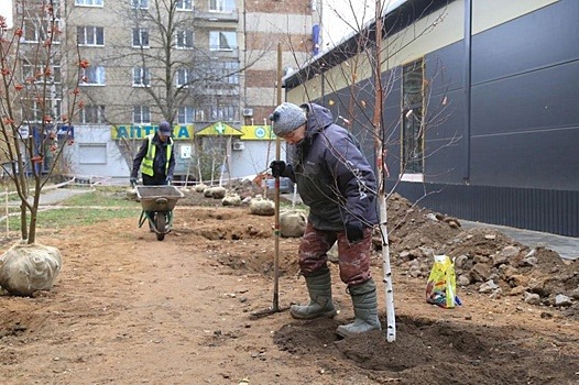 Новые деревья посадили на улице Молодёжной в Ижевске взамен вырубленных