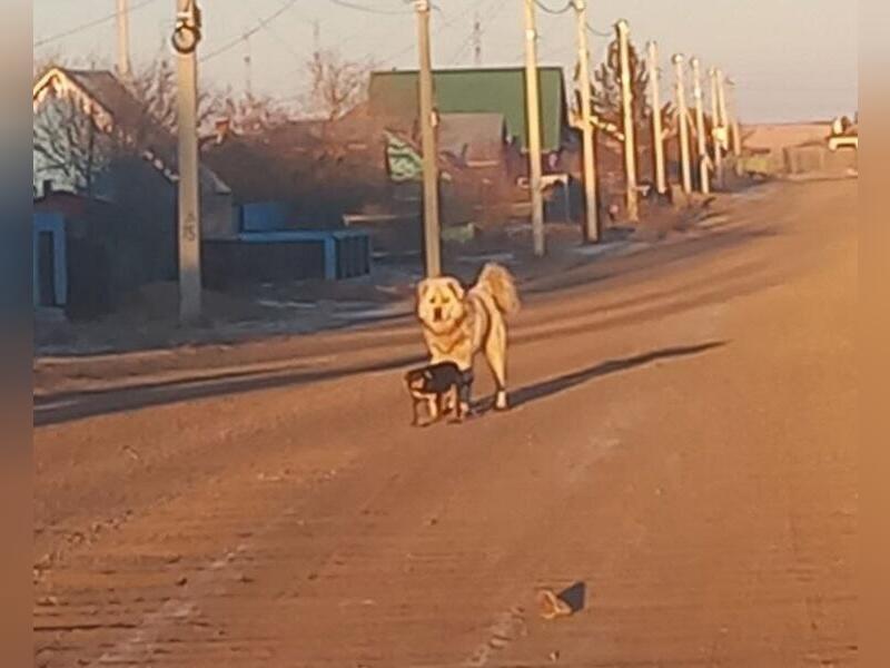 Огромную собаку поймали в Борзе0