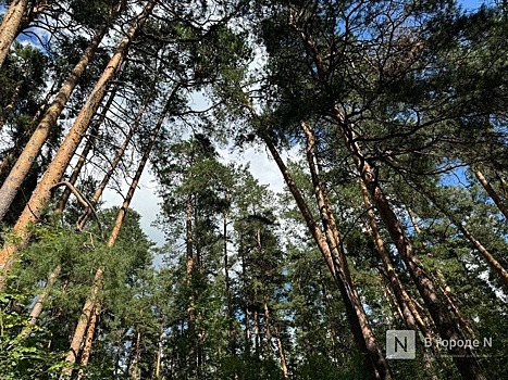 Работника убило деревом в нижегородском лесу