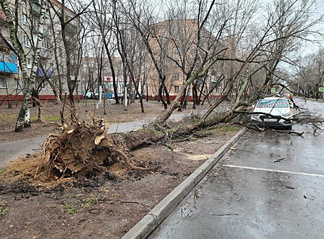 Россиянку убило беседкой во время урагана в Москве. Как столица и область пережили непогоду