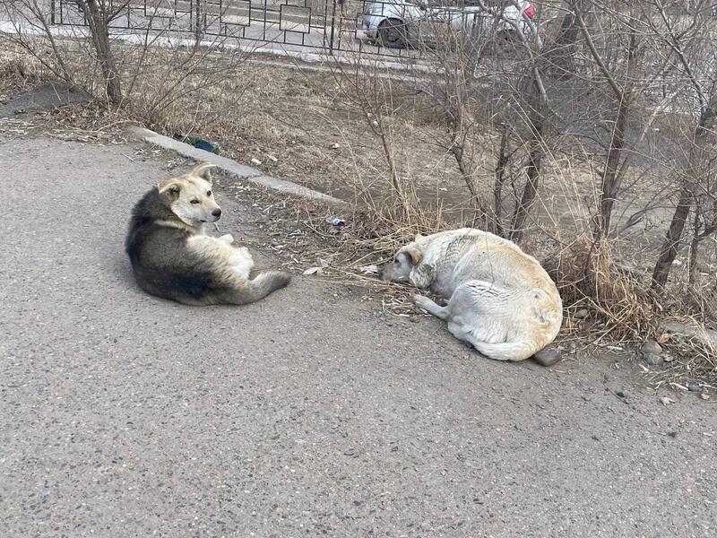 Сколько бездомных собак отловили в Чите за минувшие сутки0