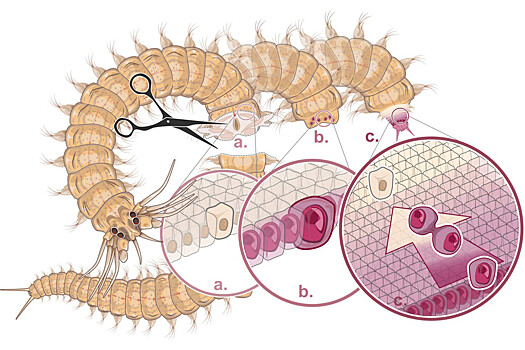 Как морские черви отращивают потерянные части тела