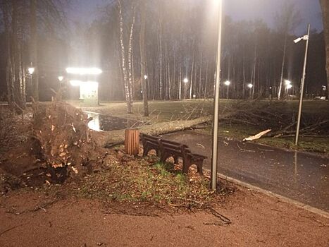 Ураган повалил деревья и заборы в Нижнем Новгороде: публикуем фото