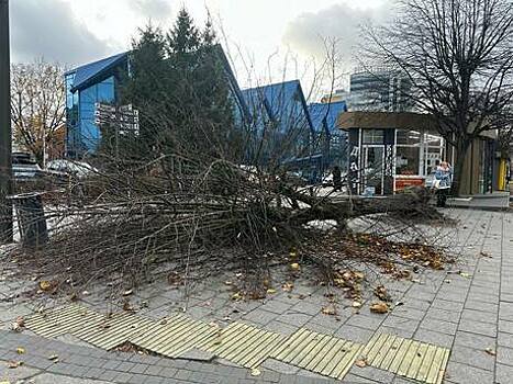 В Калининграде штормовой ветер повалил около десяти деревьев