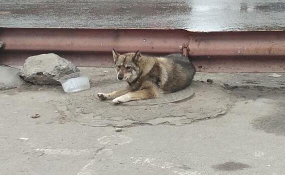 В Курске на проспекте Плевицкой отлову бродячих собак препятствуют жители