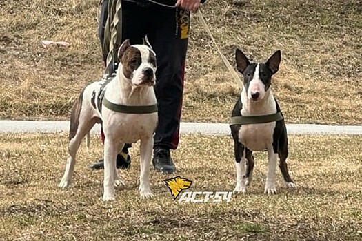 В Сибири домашняя бойцовская собака напала на женщину