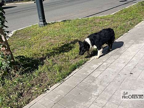 В Оренбурге не будут вводить особый режим из-за бродячих собак