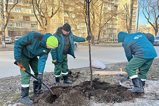 В Перми завершилась осенняя озеленительная кампания