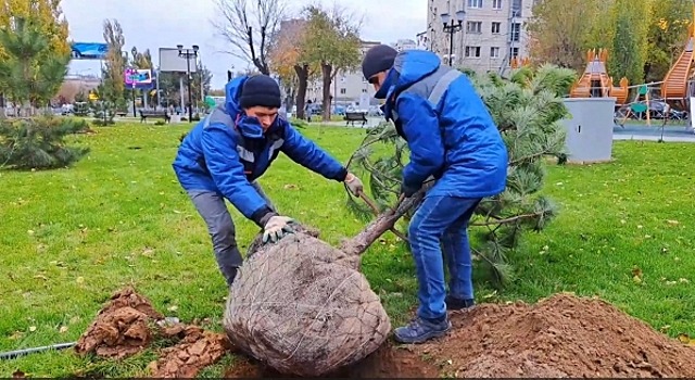 В Волгограде в сквере «Мы вместе» высаживают хвойные деревья