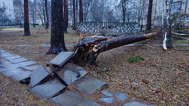 В Заречном выдернутая с корнем сосна рухнула на человека