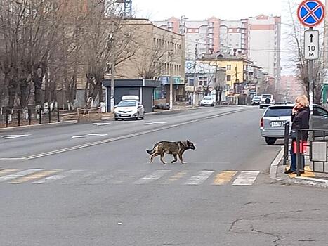 За сутки в Чите отловили 30 бездомных собак