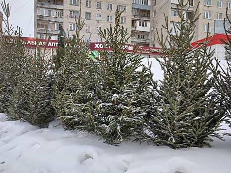 Когда откроются елочные базары в Саратове: дата и адреса