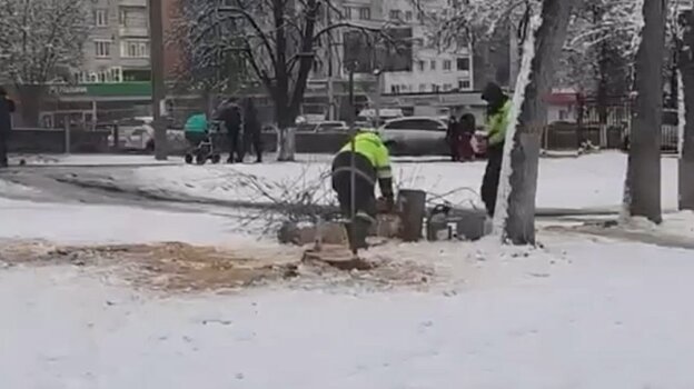 Лысая поляна: коммунальщики объяснили снос деревьев в Арбекове