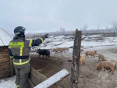 Пожарные МЧС на руках вытащили из огня десятки свиней